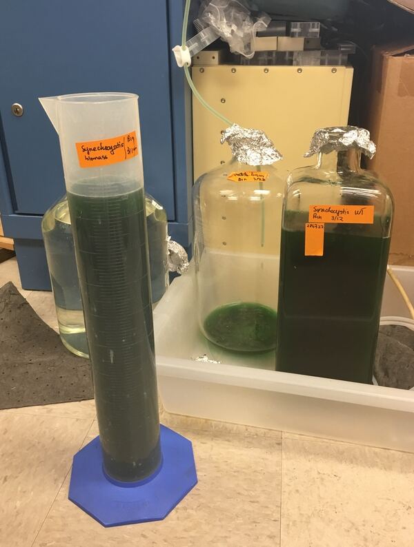 Algae harvest